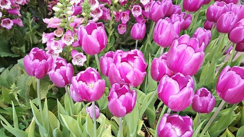 Macro shot of pink flower