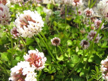 Close-up of flowers blooming outdoors