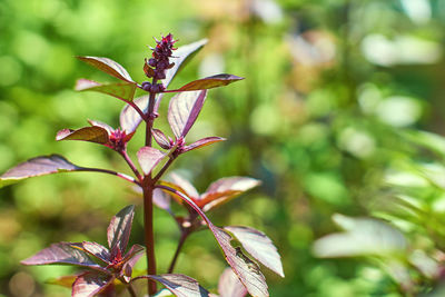 Close-up of flowering plant