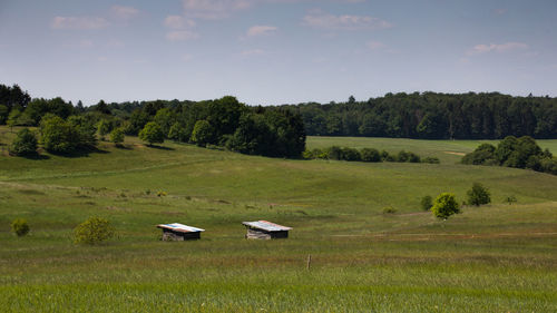 Scenic view of trees on field against sky