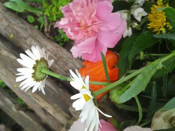 Close-up of flowers