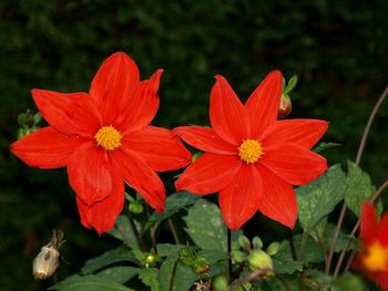 Close-up of red flowers blooming in park