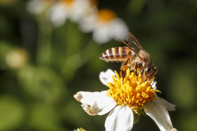 Bee on white flowers have yellow stamens.