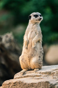 Meerkat on lookout