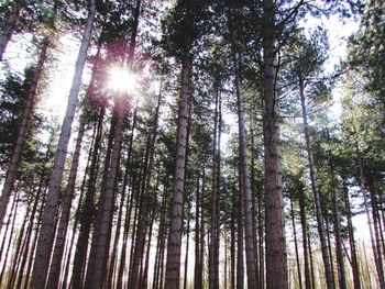 Low angle view of sunlight streaming through trees in forest