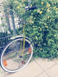 Bicycle by plants