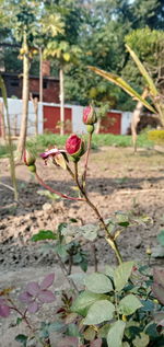 Close-up of rose plant