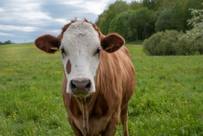 Portrait of cow standing on field