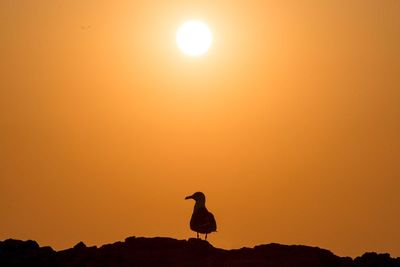 Silhouette of bird