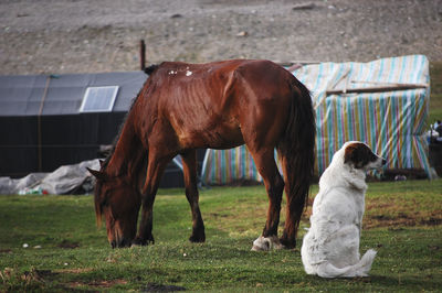 There is a horse eating grass and a white sheepdog on the grass