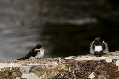 Close-up of birds perching on rock