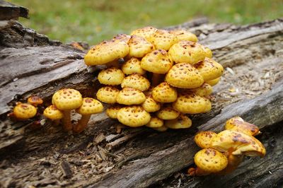 Close-up of yellow mushrooms on wood