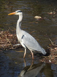 High angle view of gray heron perching on lakeshore