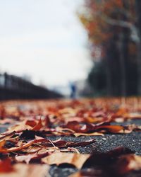 Close-up of fallen maple leaf