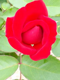 Close-up of red rose blooming outdoors