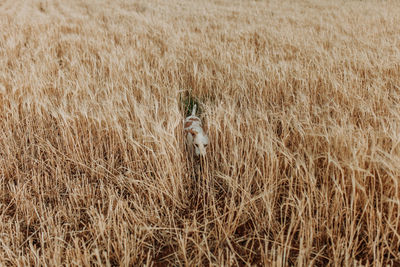 View of dog on field