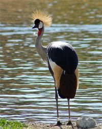 Grey crowned crane at lakeshore