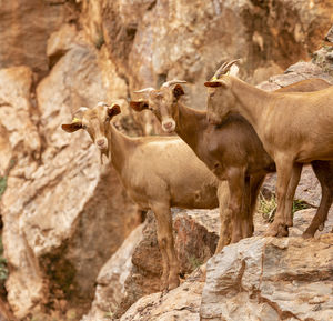 Sheep standing on rock