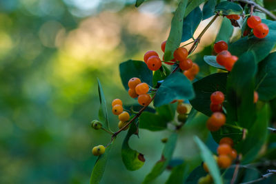 Close-up of berries growing on tree