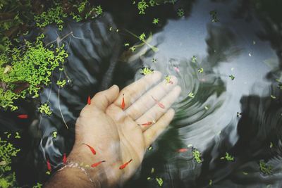 Cropped hand in pond with fish