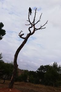 Low angle view of trees on field against sky