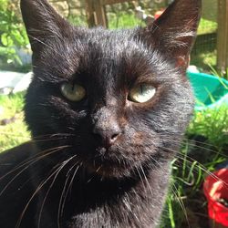 Close-up portrait of cat