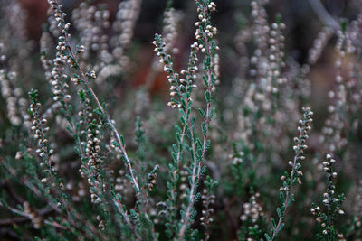 Close-up of flowering plant