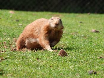 Close-up of animal on field