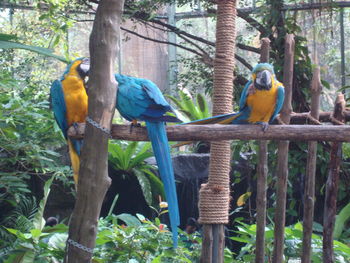 Close-up of parrot perching on tree