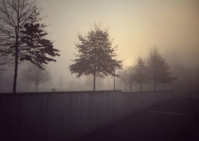 Bare trees in foggy weather
