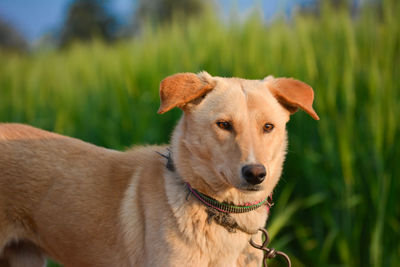 Amazing portrait of young dog during sunset. this is a very loving and wonderful family pet.