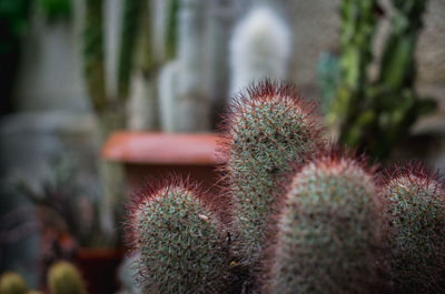 Close-up of cactus plant