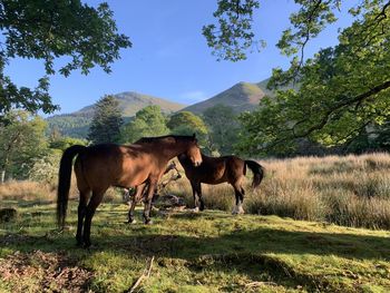 Horses in a field