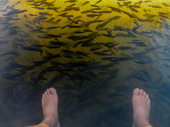 Low section of woman legs in lake