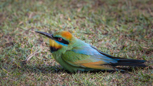 Close-up of bird perching on field