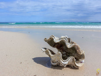 Shells on sand at beach against sky