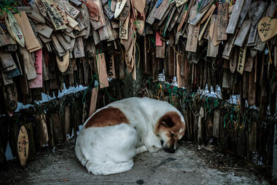 Dog relaxing on street in city