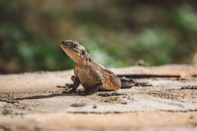 Close-up of lizard on rock