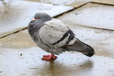 Close-up of pigeon perching on snow