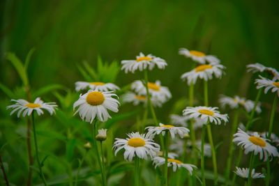 Shasta daisy