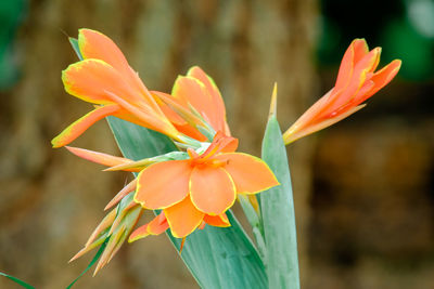 Close-up of orange flowering plant