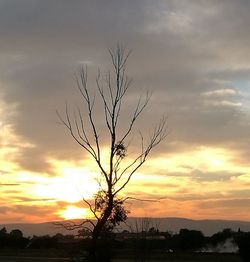 Silhouette bare tree on landscape against sky at sunset