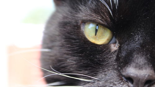 Close-up of cat