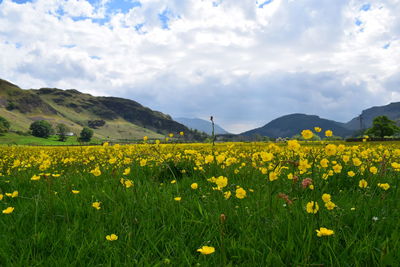 Yellow flowers blooming on field against sky