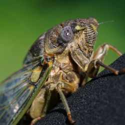 Close-up of insect