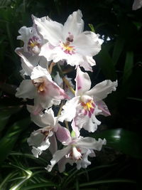 Close-up of fresh pink flowers