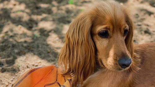 Close-up of dog looking away