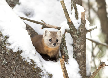 Low angle view of pine marten on tree