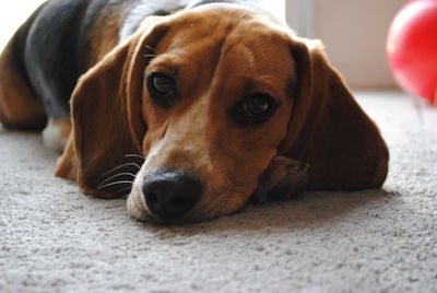 Close-up portrait of dog resting on floor at home