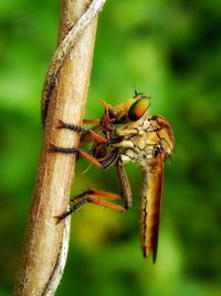 Close-up of insect on wood